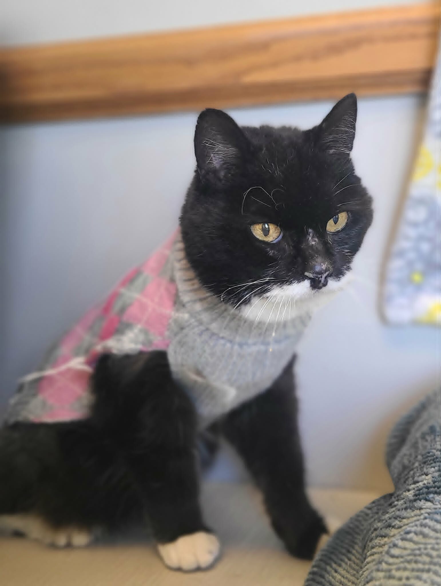 Picture of the Animal Listed